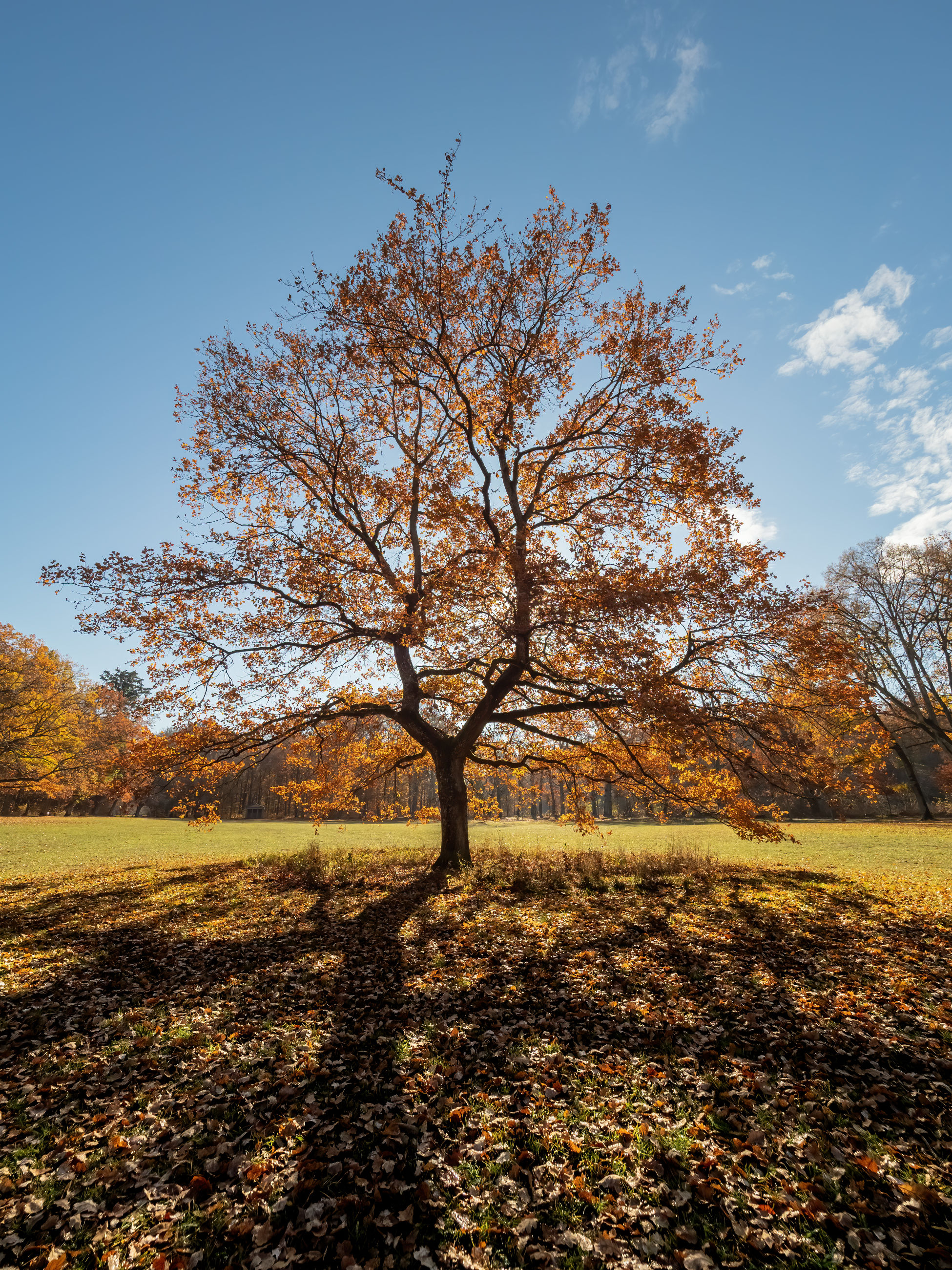 hain eiche herbst 121696 1