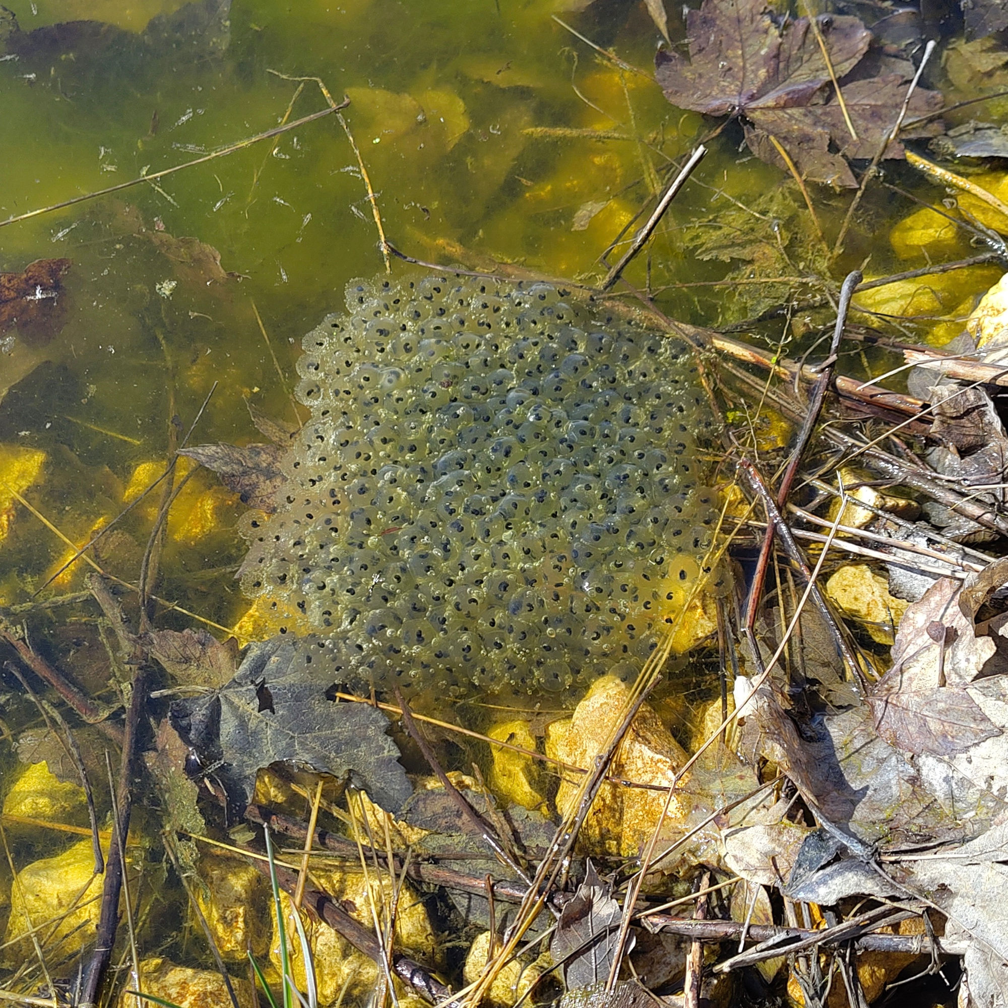 oeufs grenouille rousse 20240313